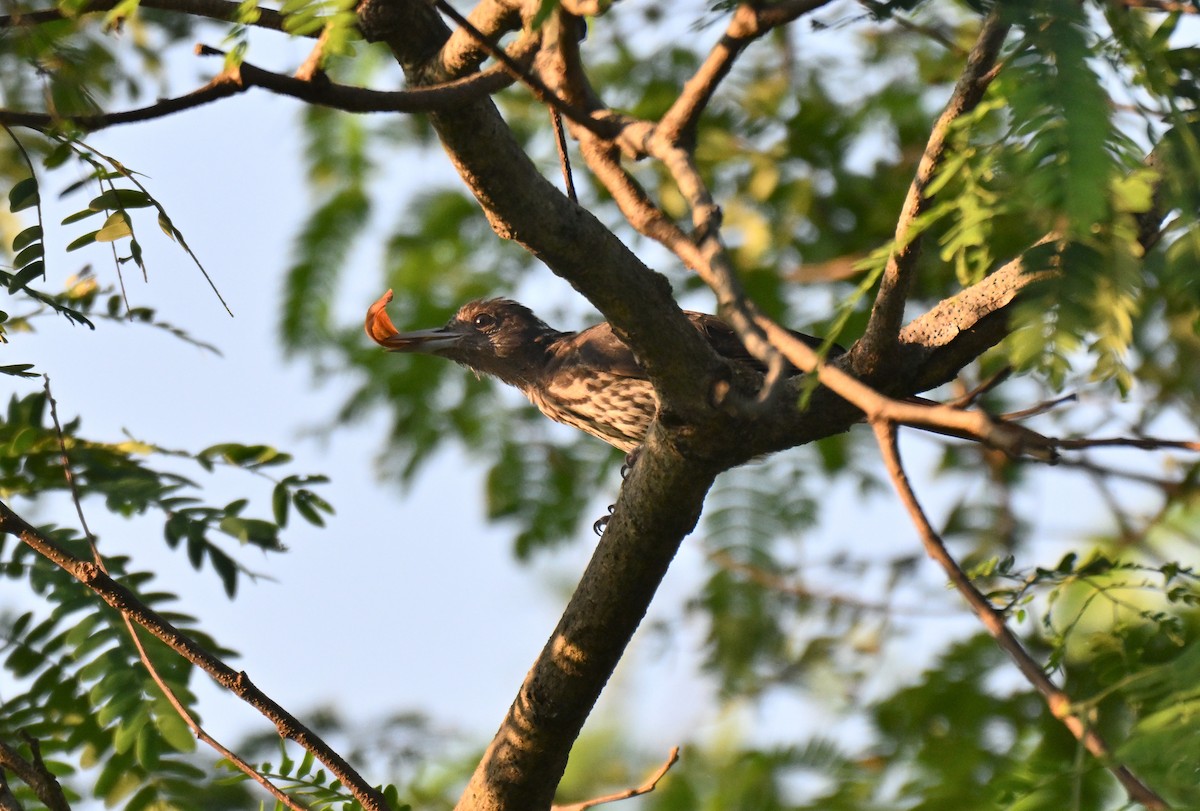 Maroon Oriole - ML644207395