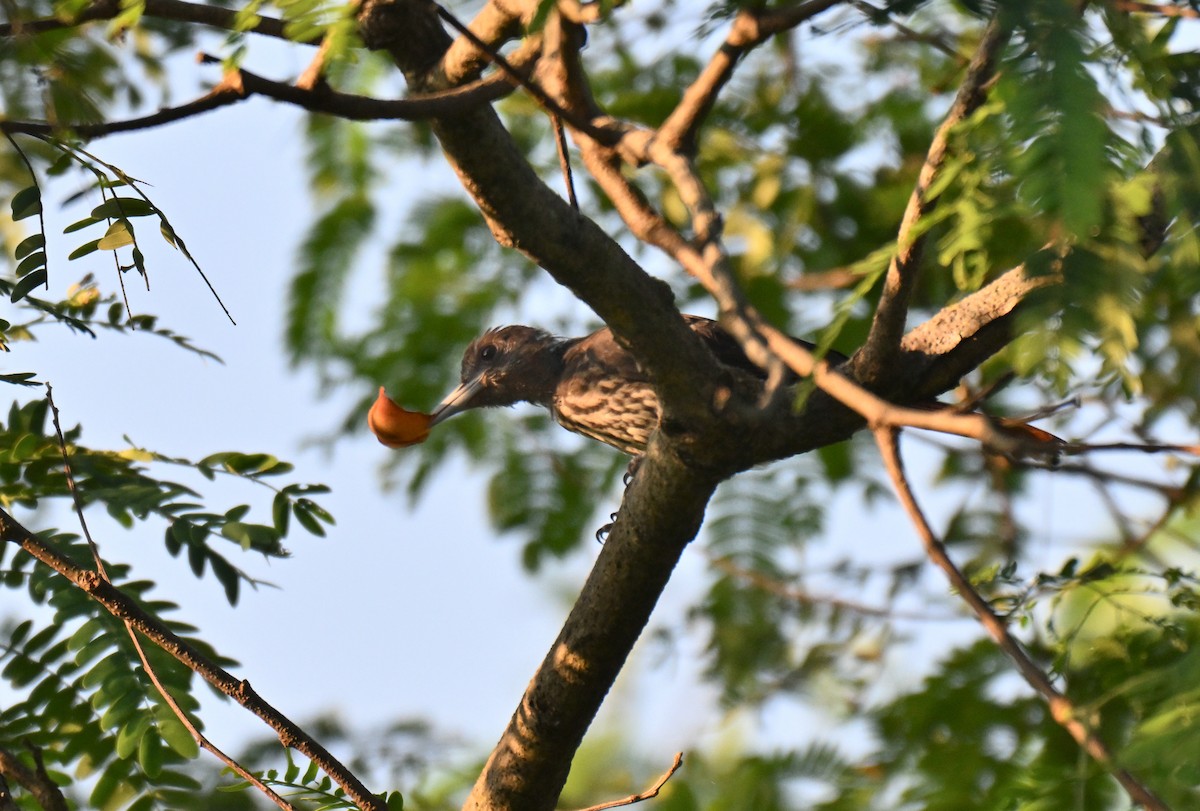 Maroon Oriole - ML644207396