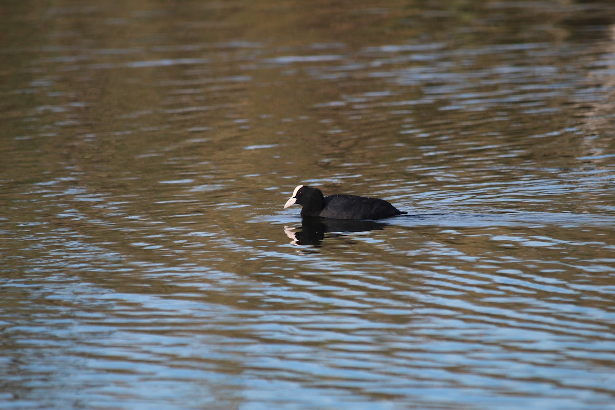 Eurasian Coot - ML644207417