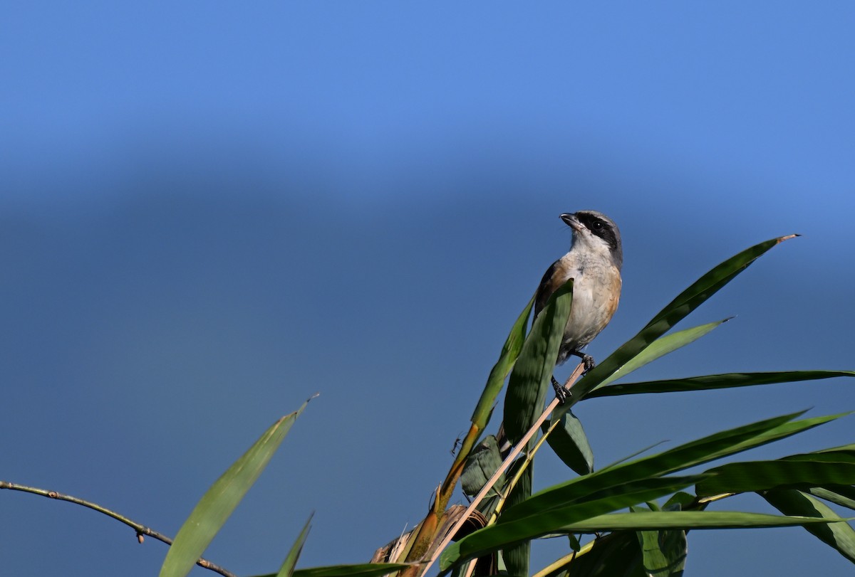 Gray-backed Shrike - ML644207425