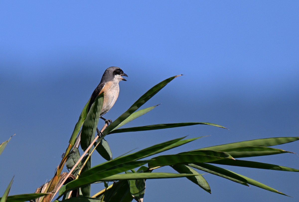 Gray-backed Shrike - ML644207426