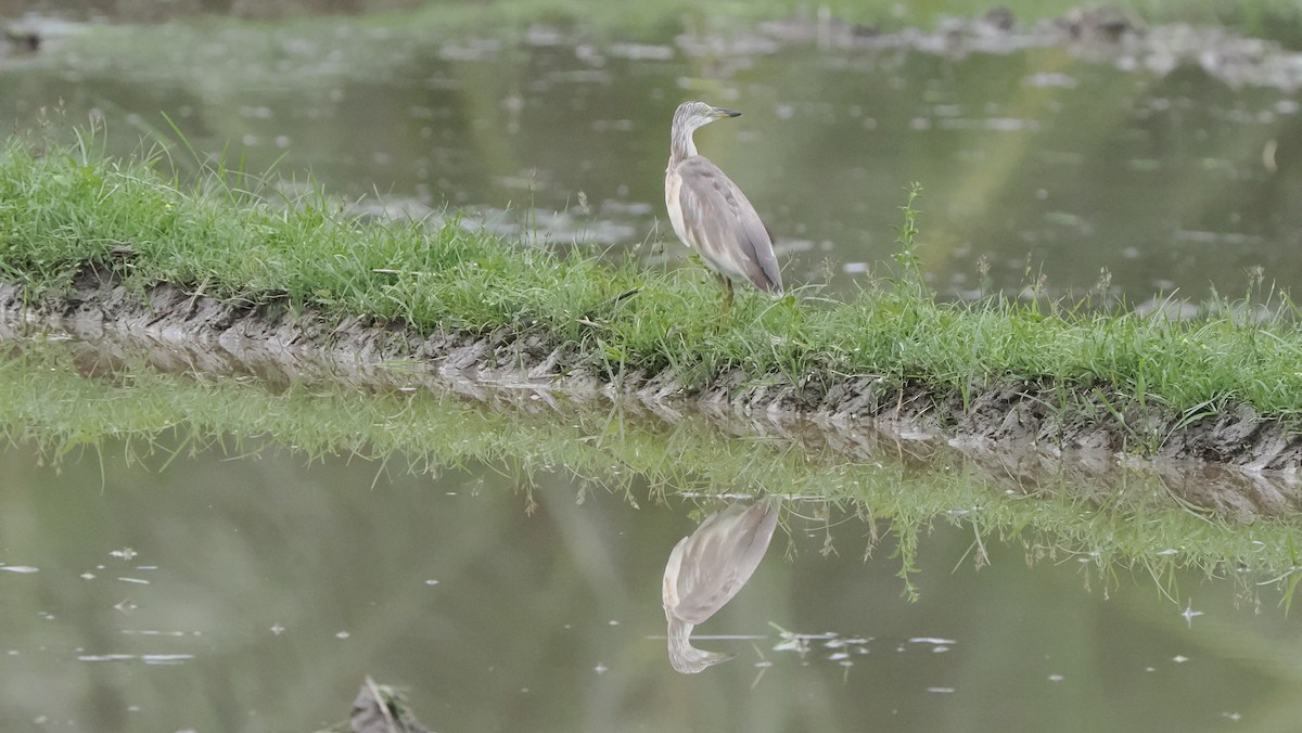 Javan Pond-Heron - ML644207433