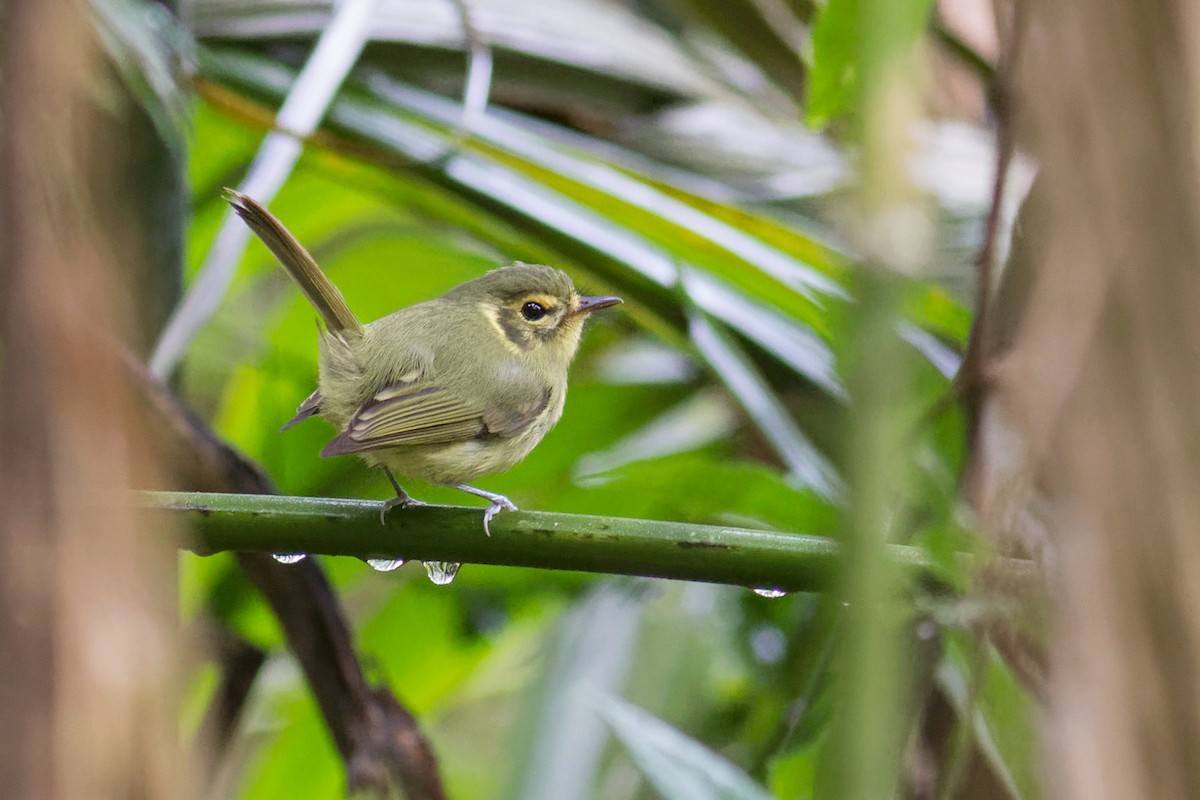 Oustalet's Tyrannulet - ML644207463