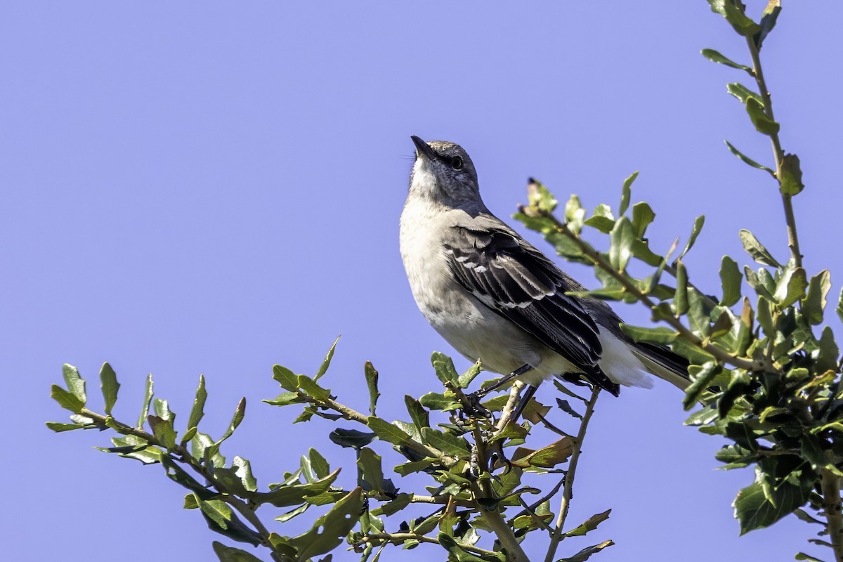 Northern Mockingbird - ML644207470