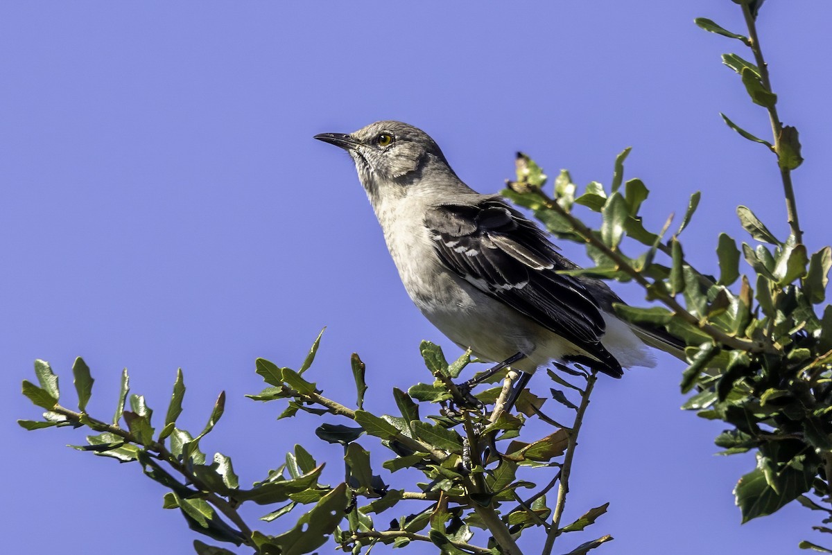 Northern Mockingbird - ML644207475