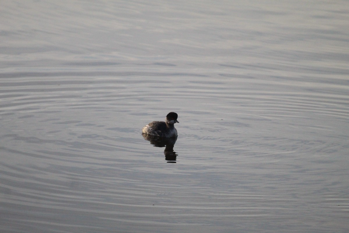 Eared Grebe - ML644207486