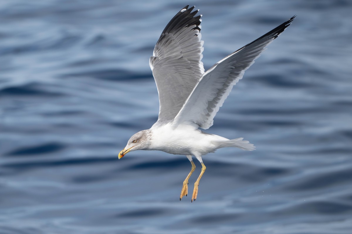 Yellow-legged Gull (atlantis) - ML644207508