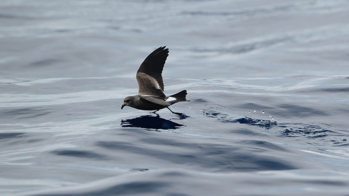 Leach's Storm-Petrel - ML644207519