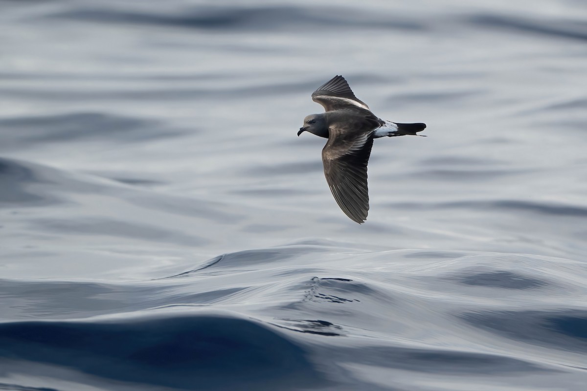 Leach's Storm-Petrel - ML644207525