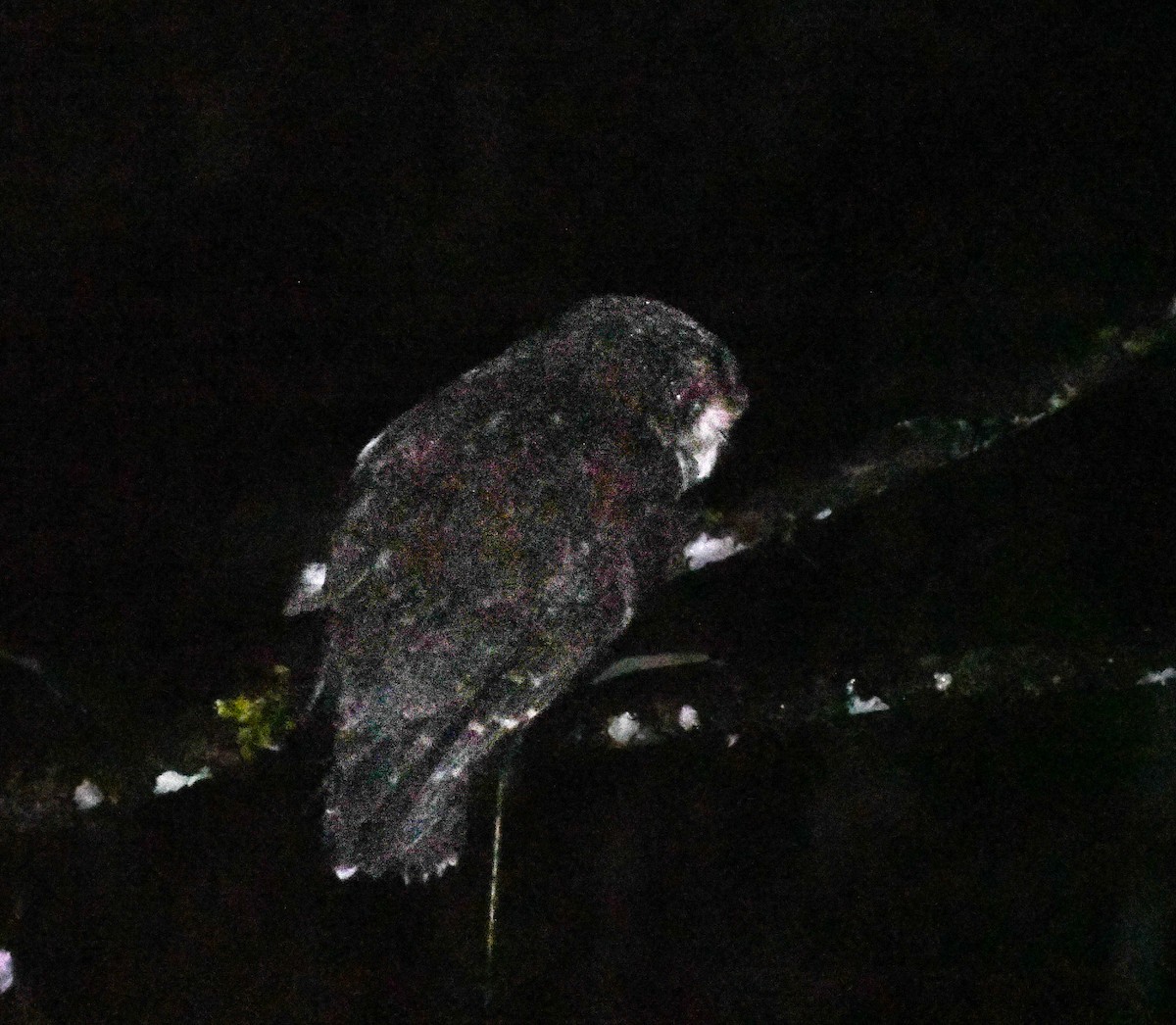 キマユメガネフクロウ - ML644207542