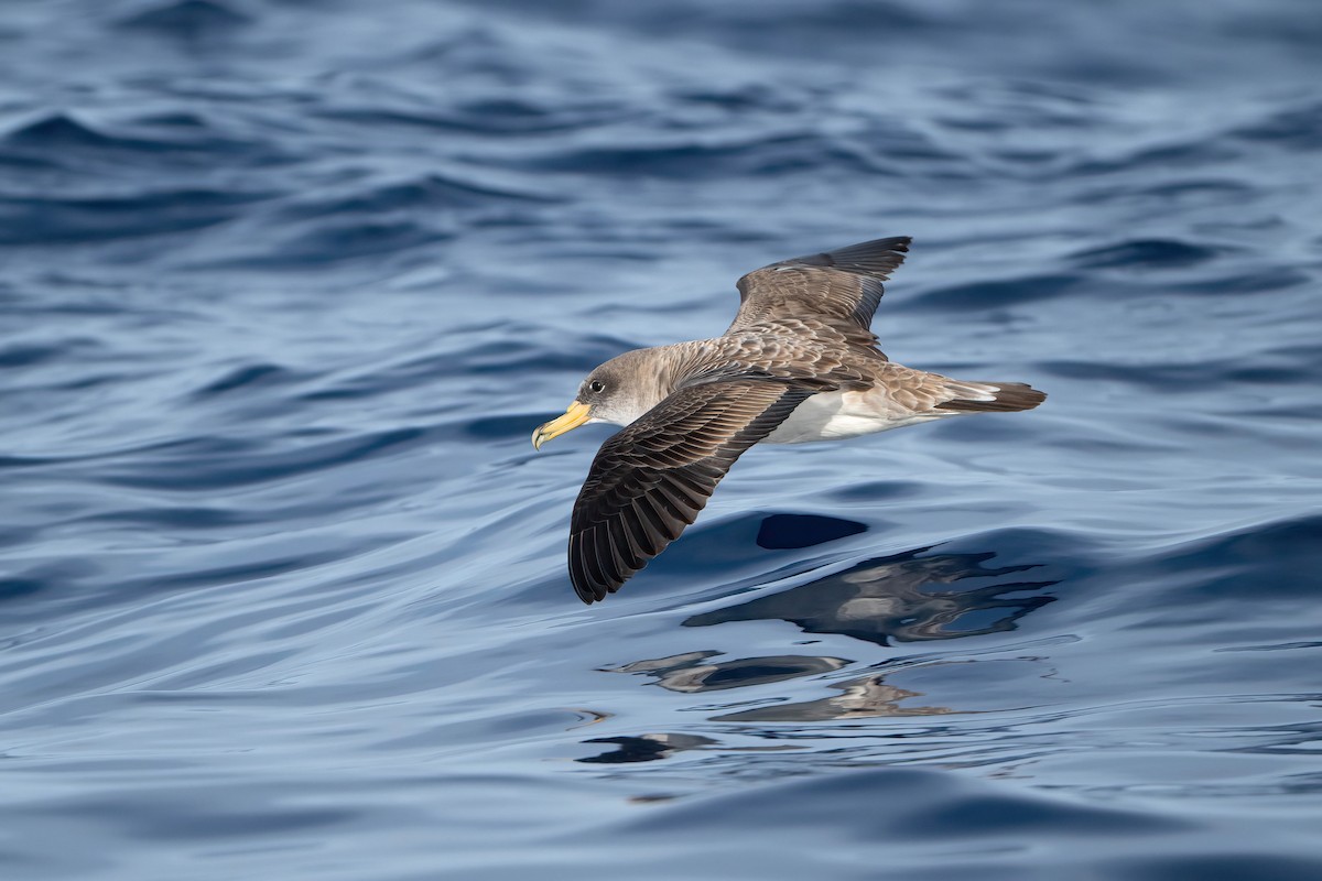 Cory's Shearwater - ML644207545