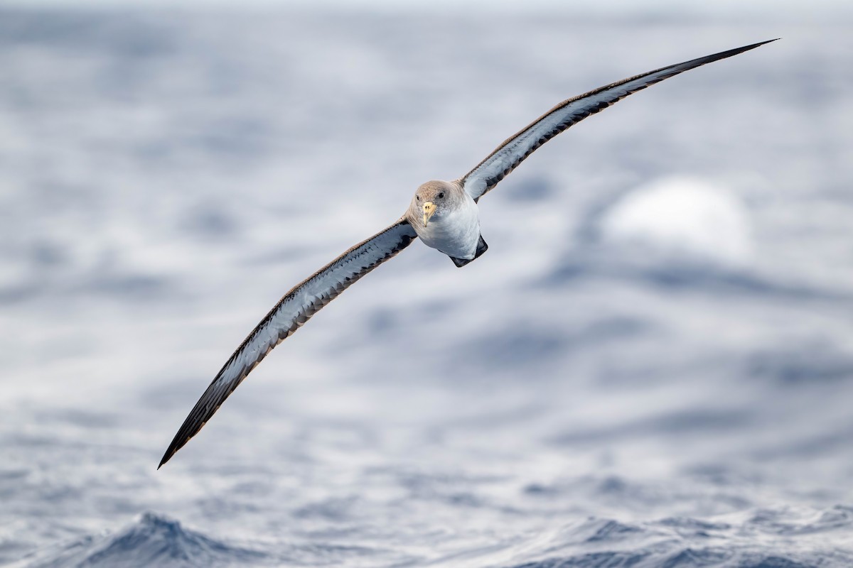 Cory's Shearwater - ML644207559