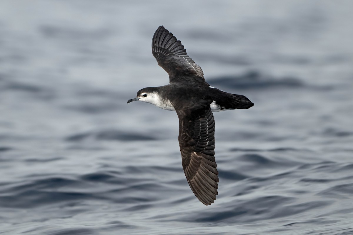 Barolo Shearwater - ML644207563