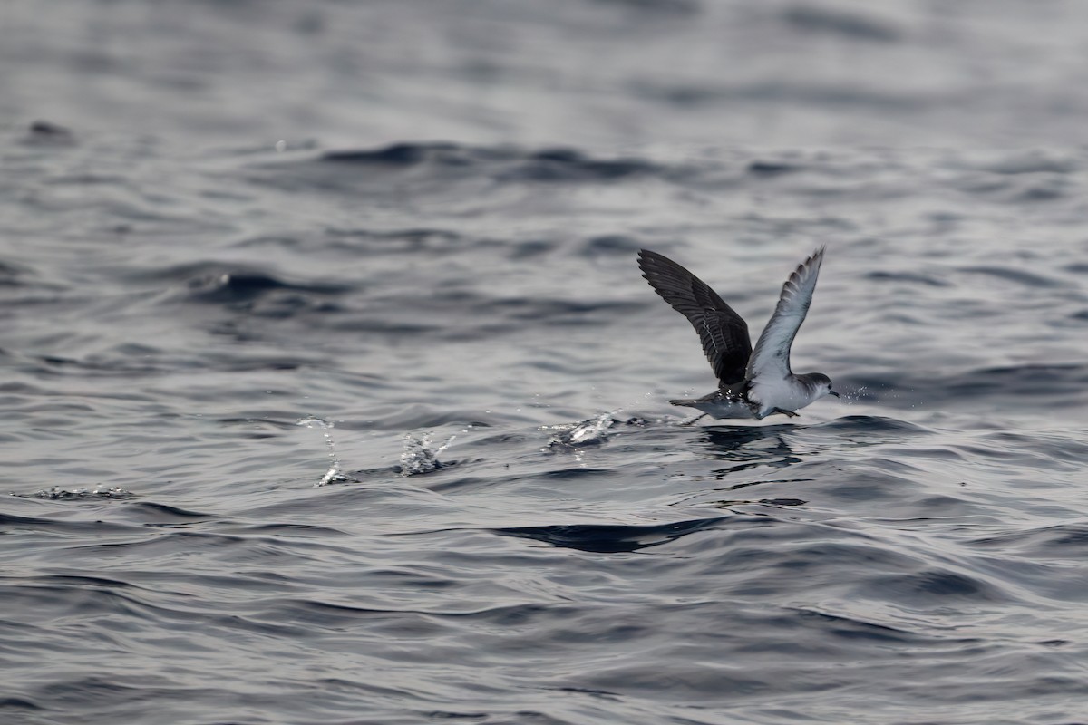 Barolo Shearwater - ML644207572