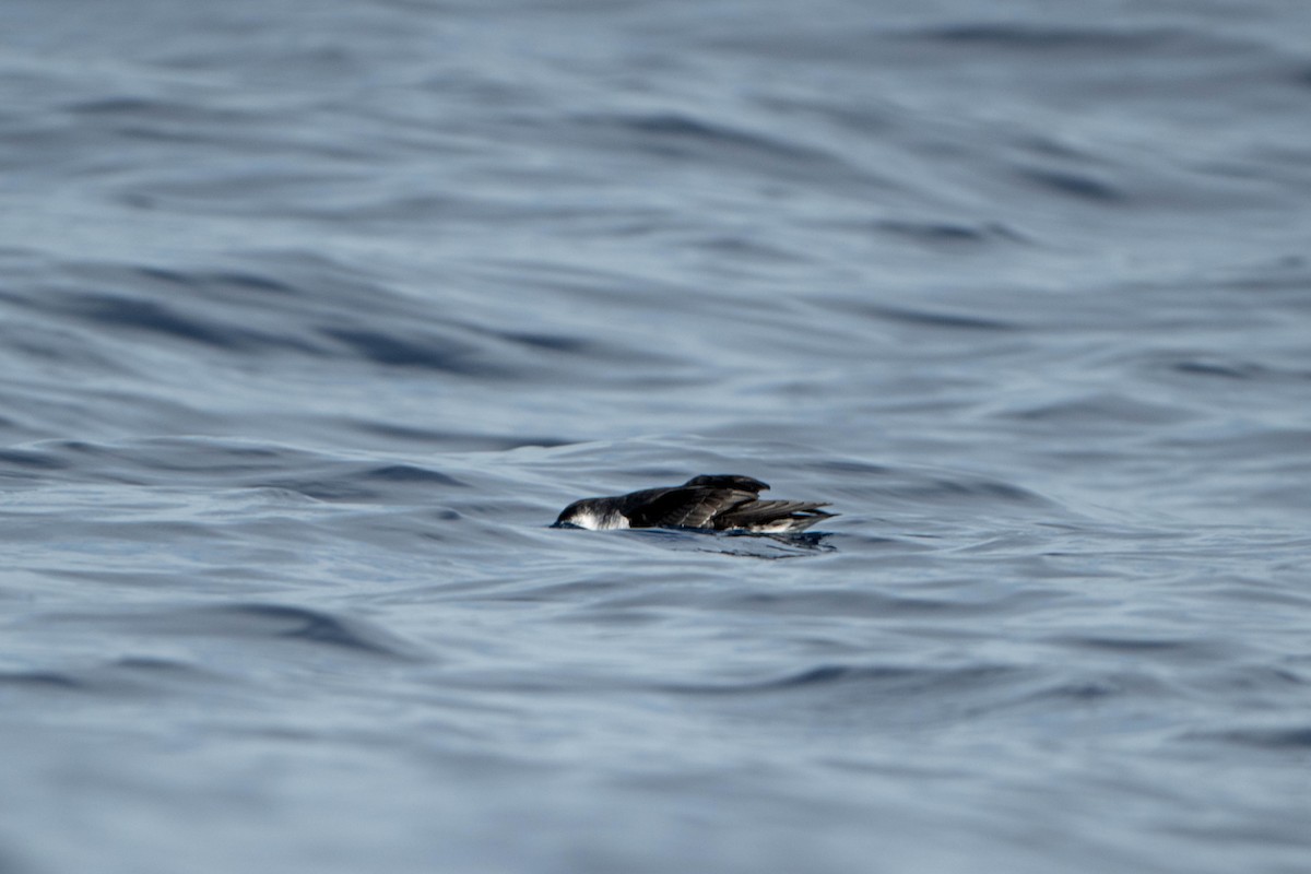 Barolo Shearwater - ML644207576