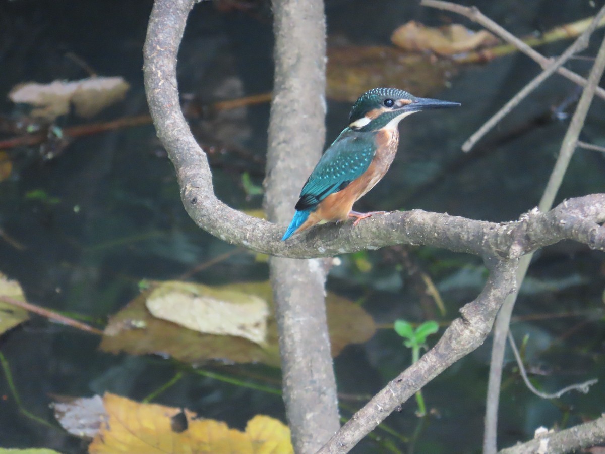 カワセミ - ML644207578