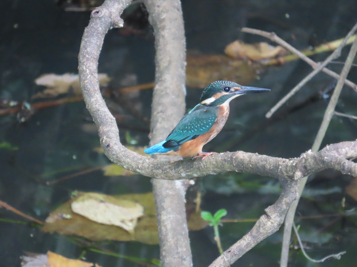 カワセミ - ML644207579