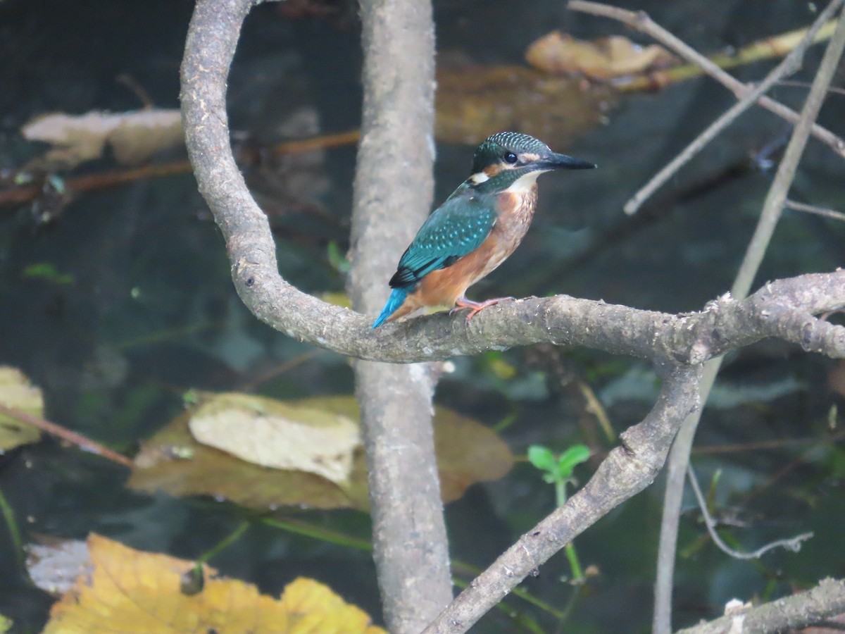 カワセミ - ML644207580