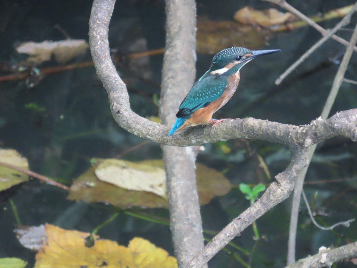 カワセミ - ML644207581