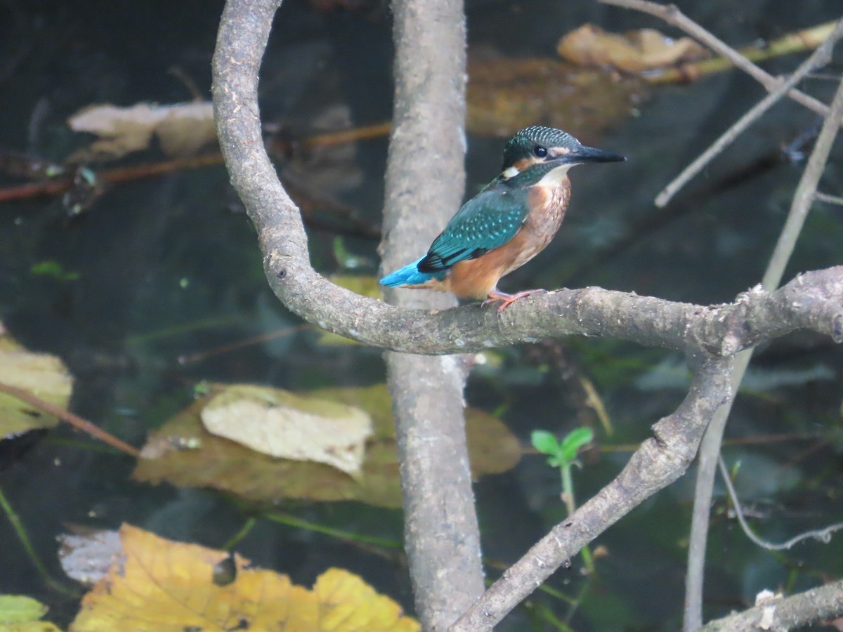 カワセミ - ML644207582