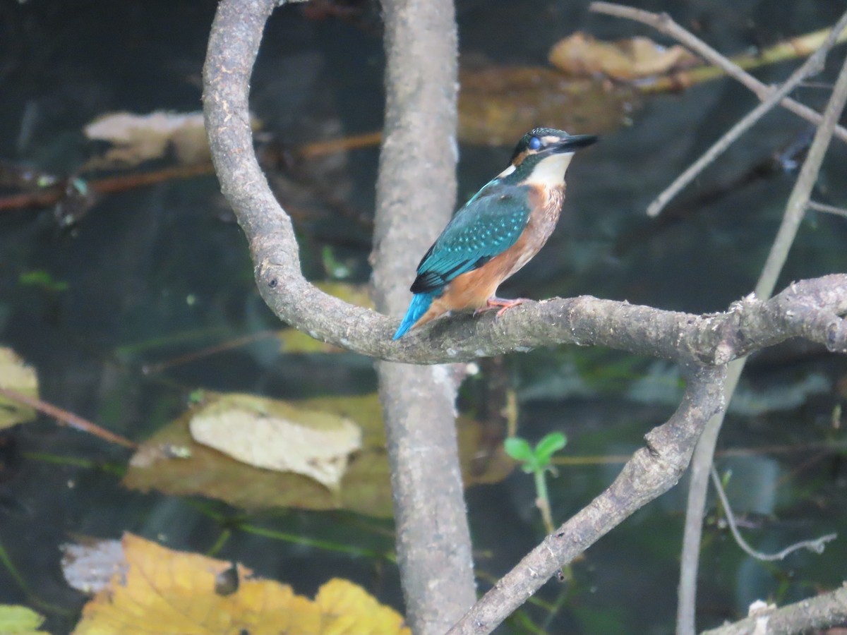 カワセミ - ML644207583