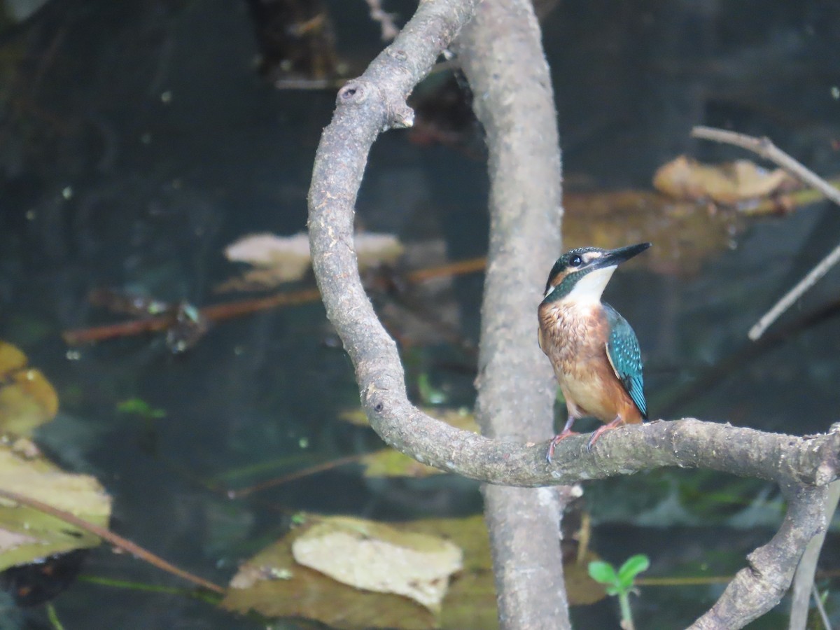 カワセミ - ML644207584