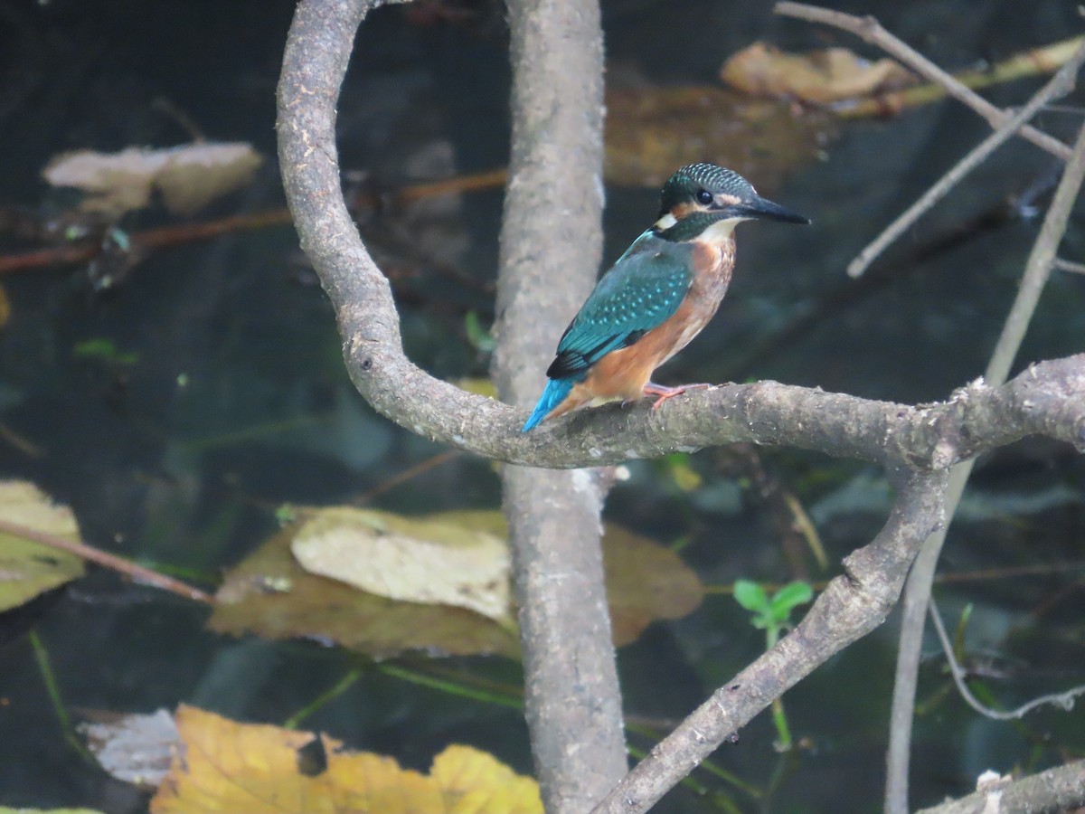 カワセミ - ML644207585