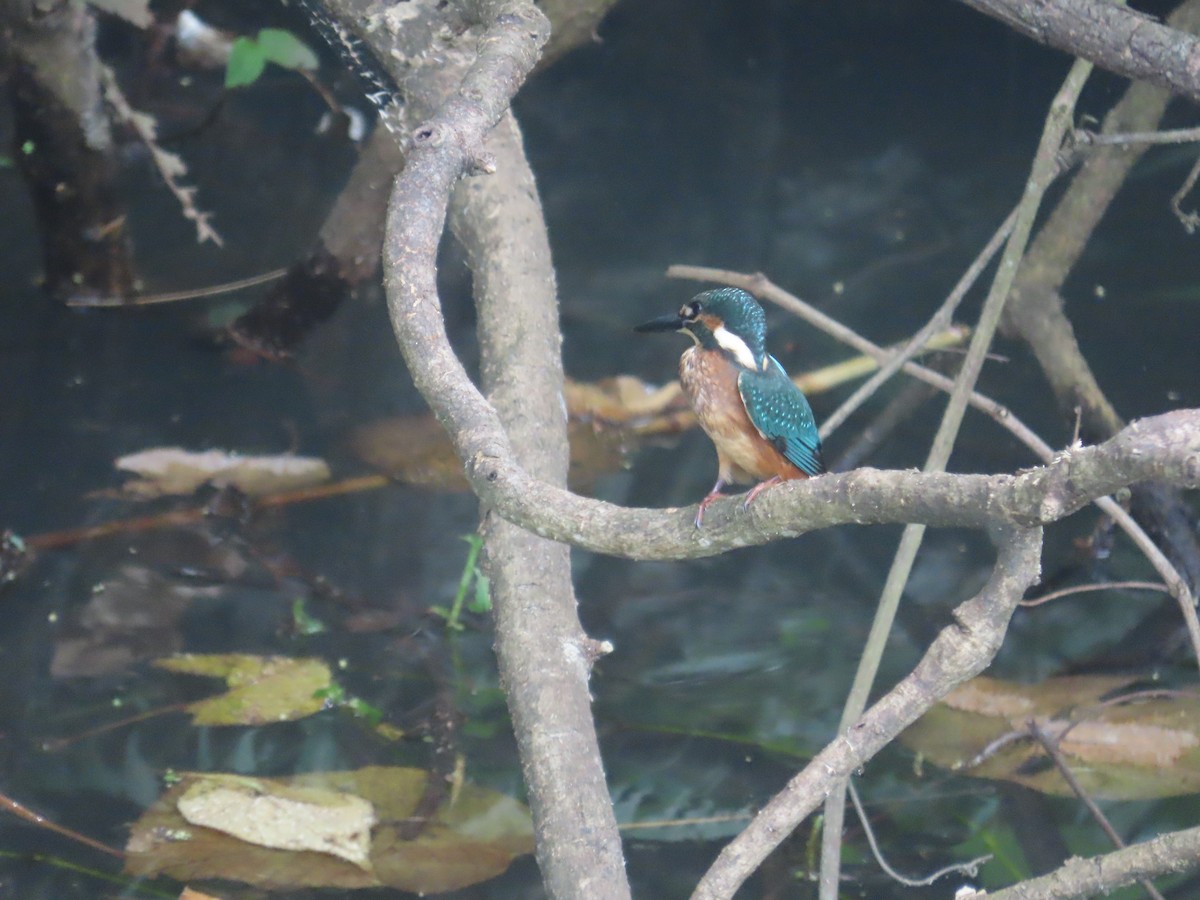 カワセミ - ML644207587