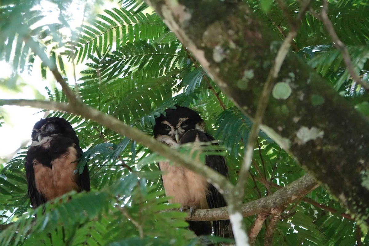Spectacled Owl - ML644207590