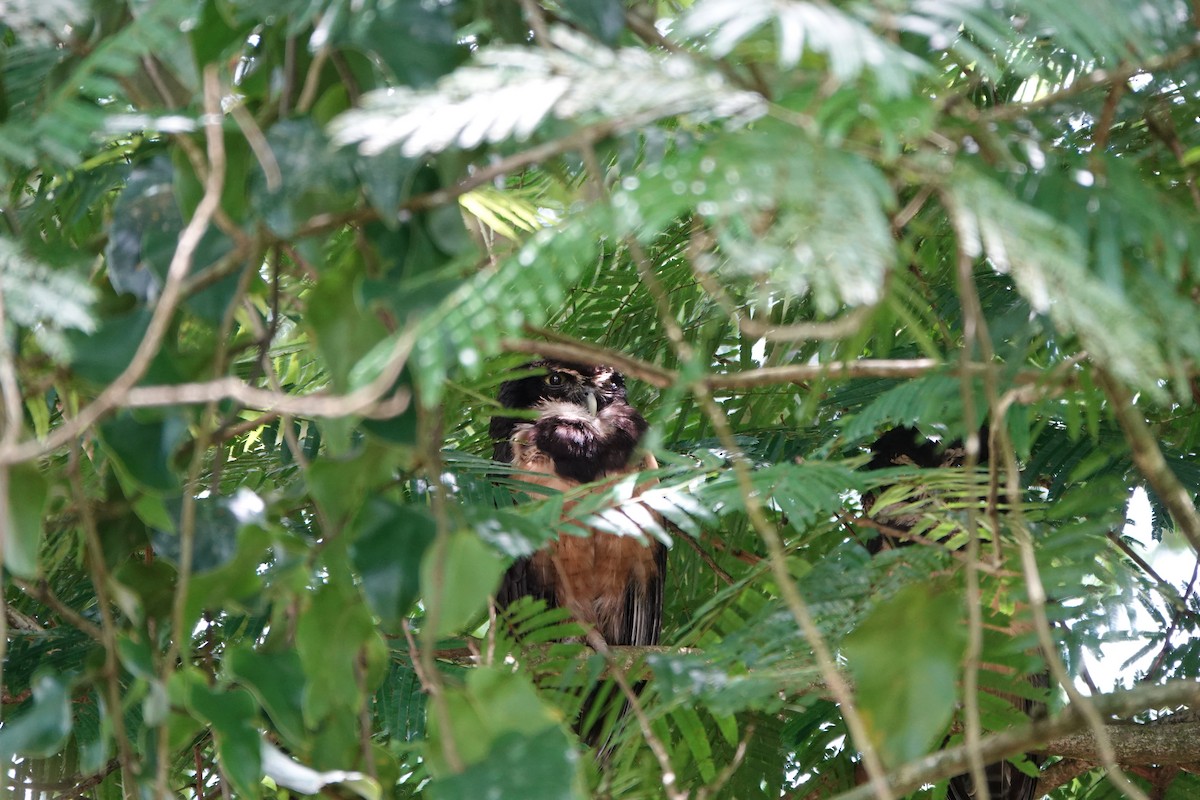 Spectacled Owl - ML644207591