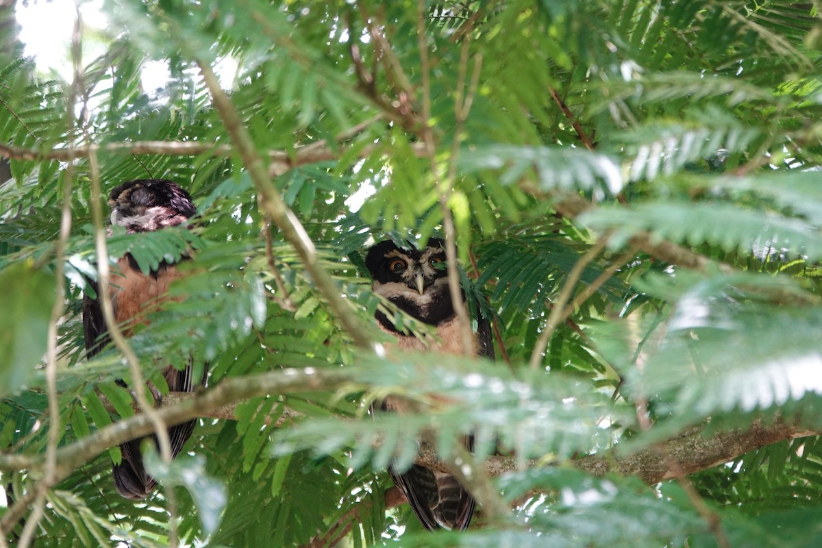 Spectacled Owl - ML644207592