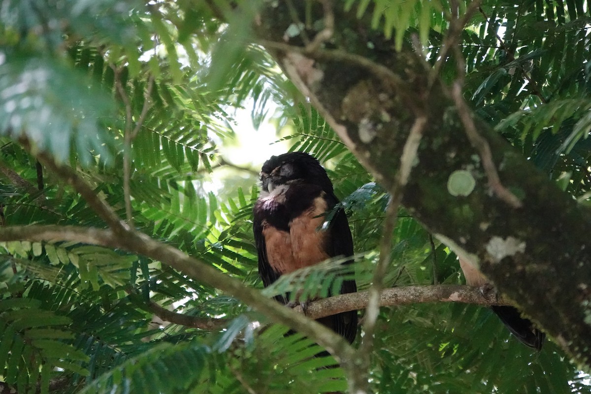 Spectacled Owl - ML644207593