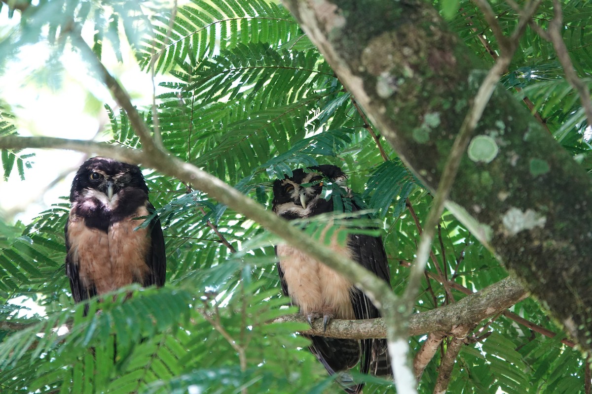 Spectacled Owl - ML644207594