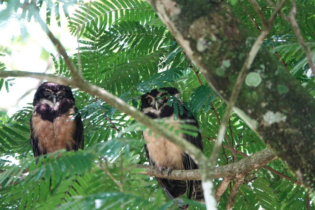 Spectacled Owl - ML644207595