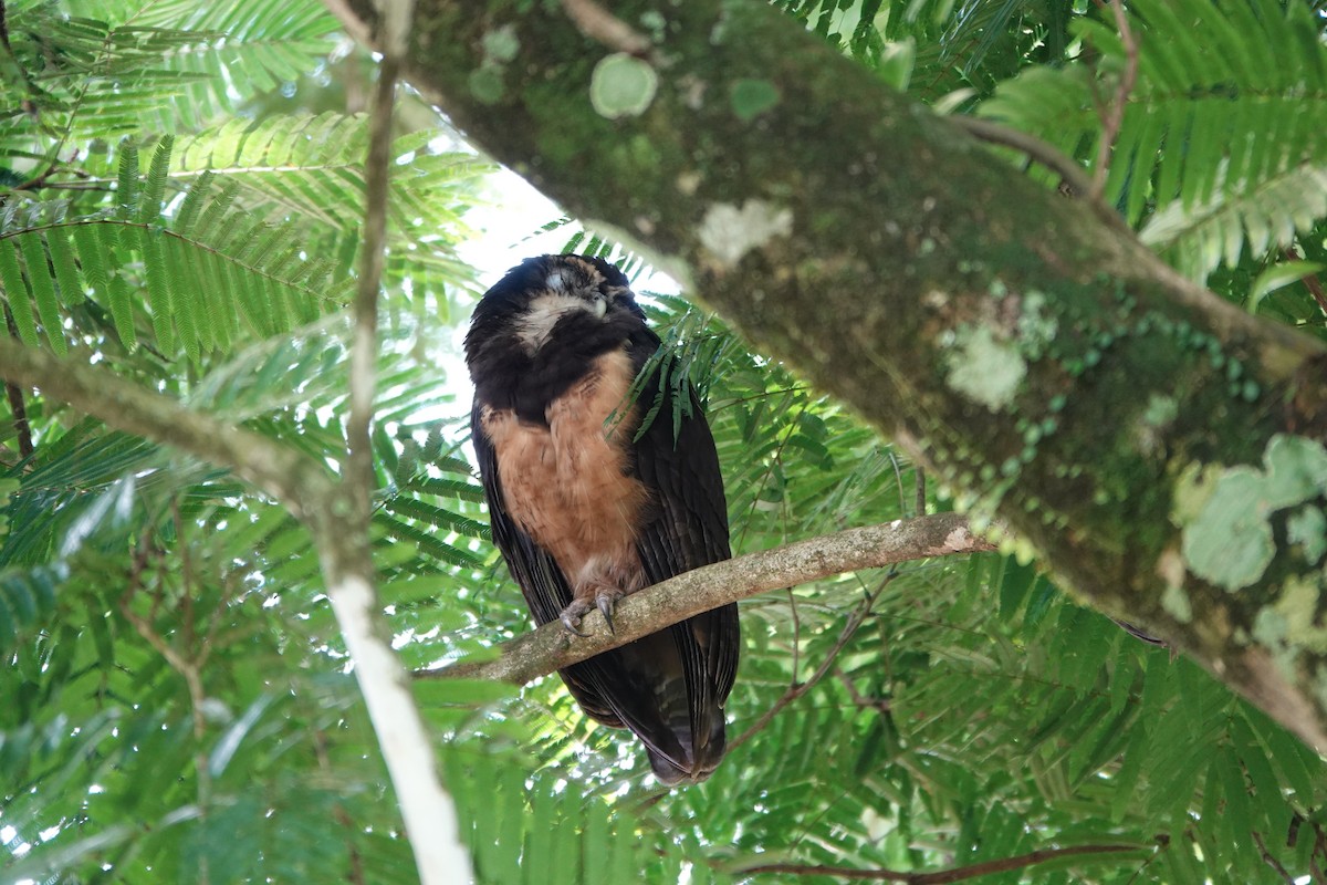 Spectacled Owl - ML644207596