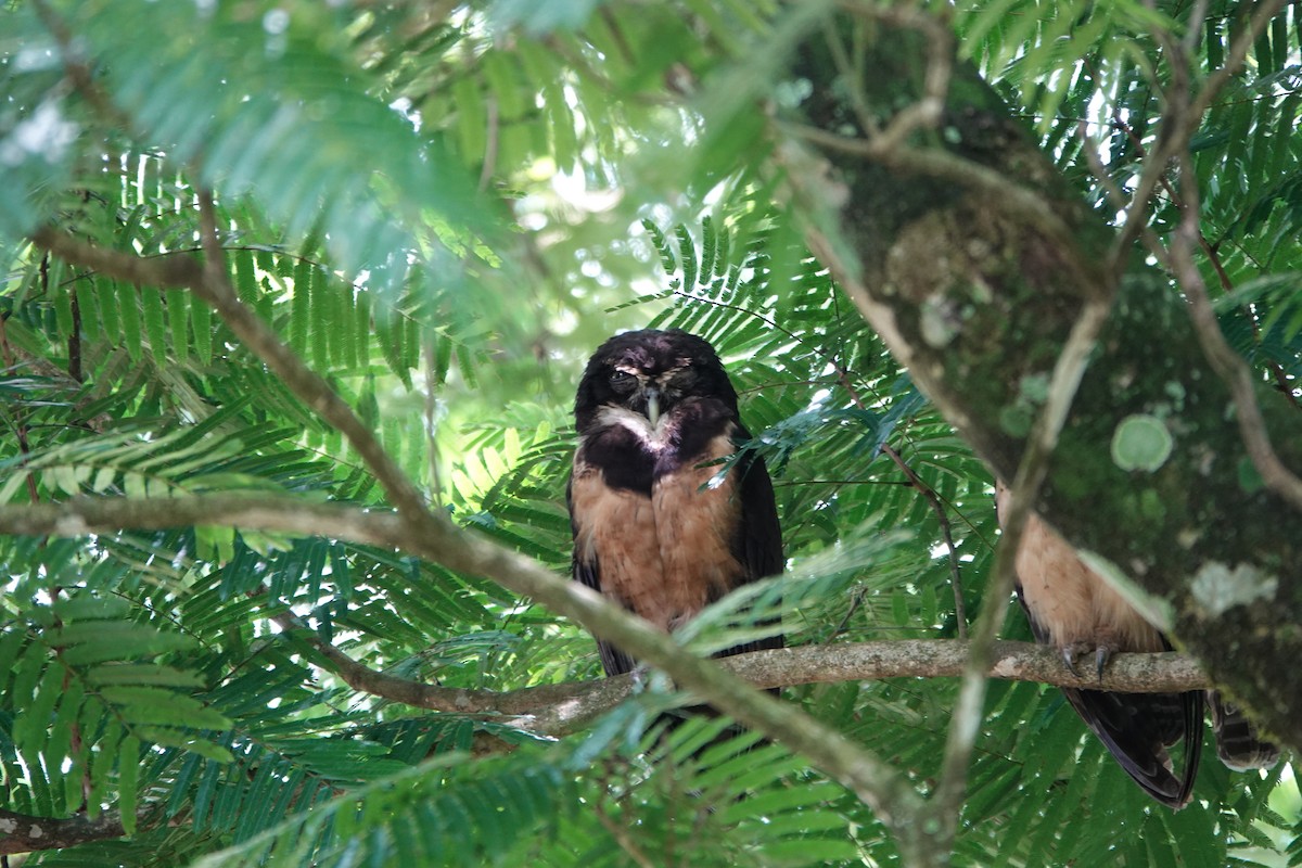 Spectacled Owl - ML644207597