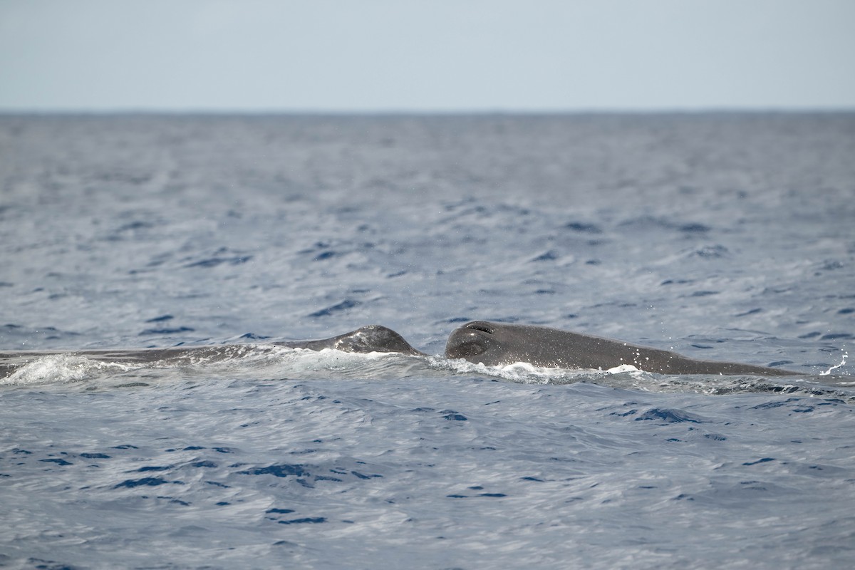 Sperm Whale - ML644207604