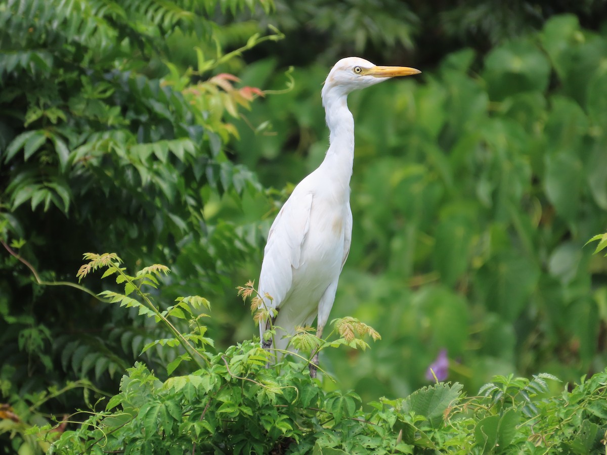 アマサギ - ML644207605