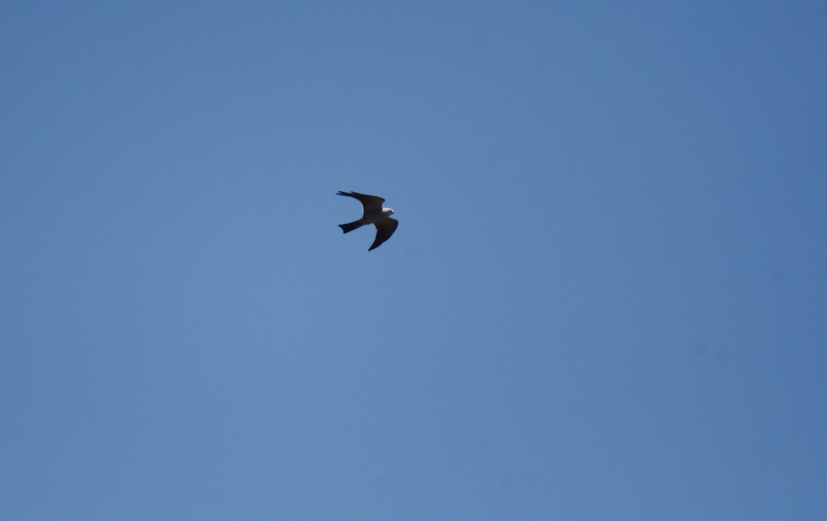 Mississippi Kite - ML644207608