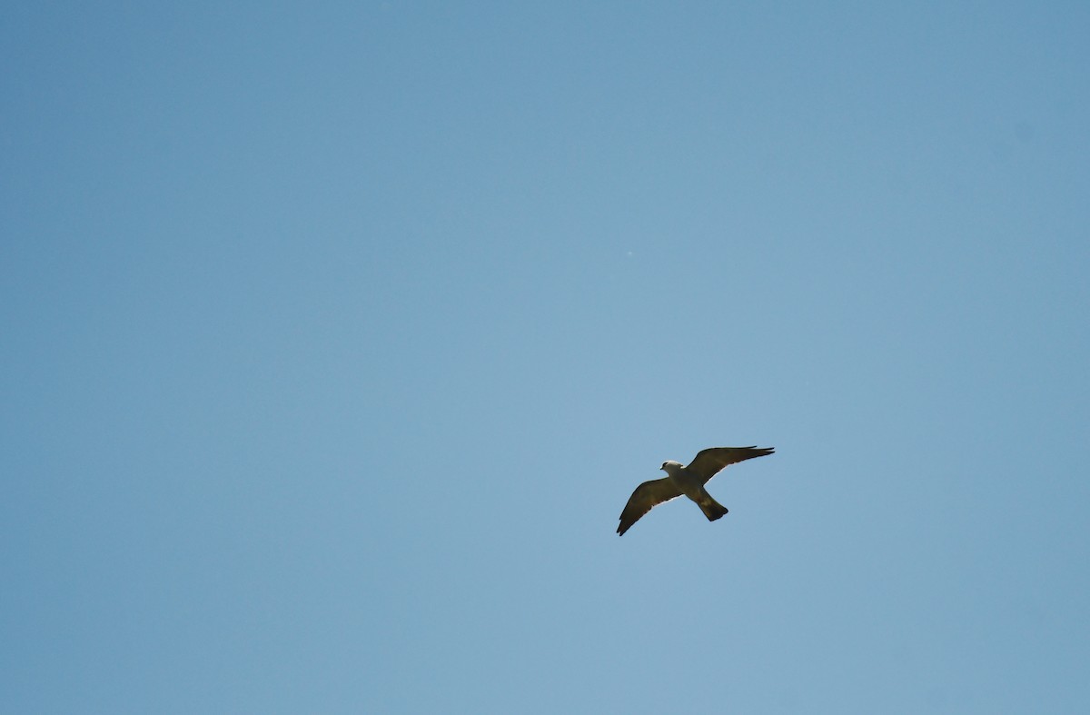 Mississippi Kite - ML644207609