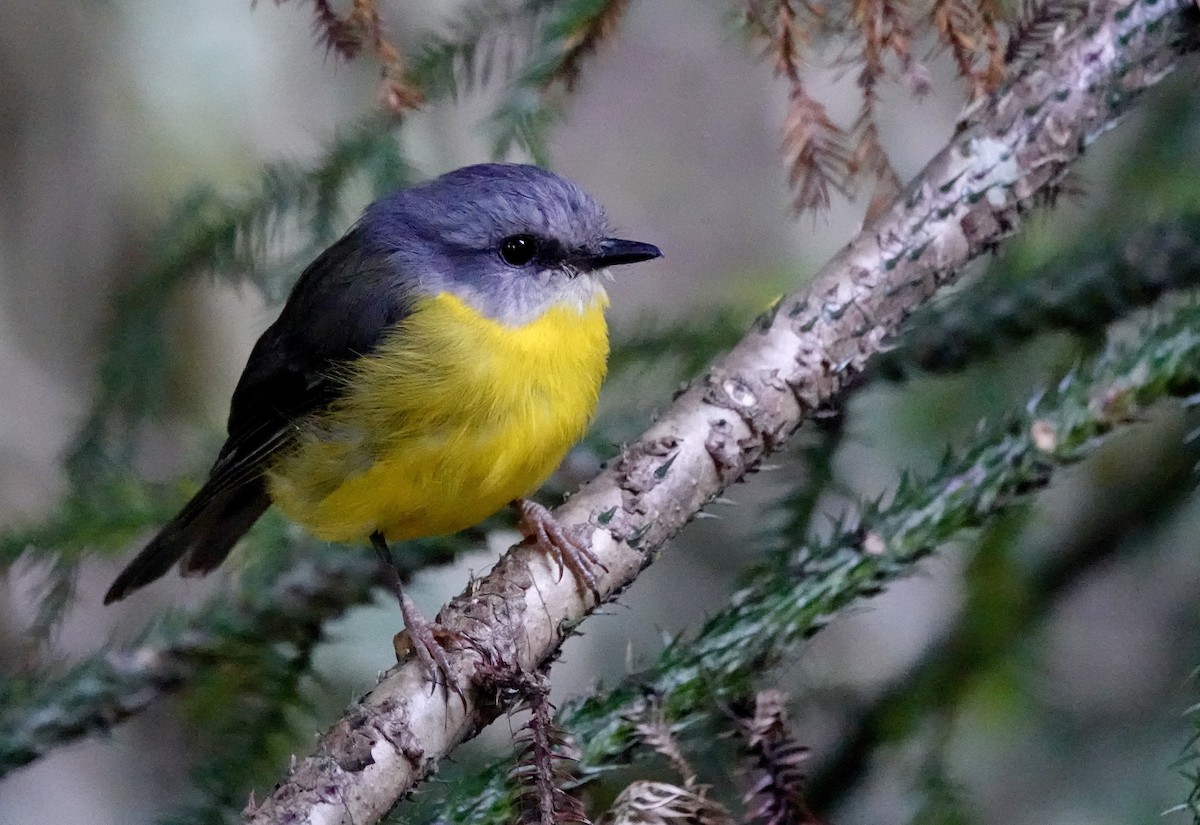 Королець жовтий - ML644207613