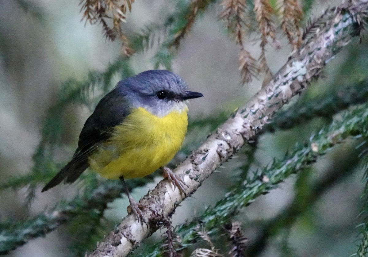 Королець жовтий - ML644207614