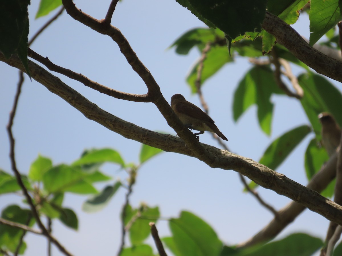 シマキンパラ - ML644207619