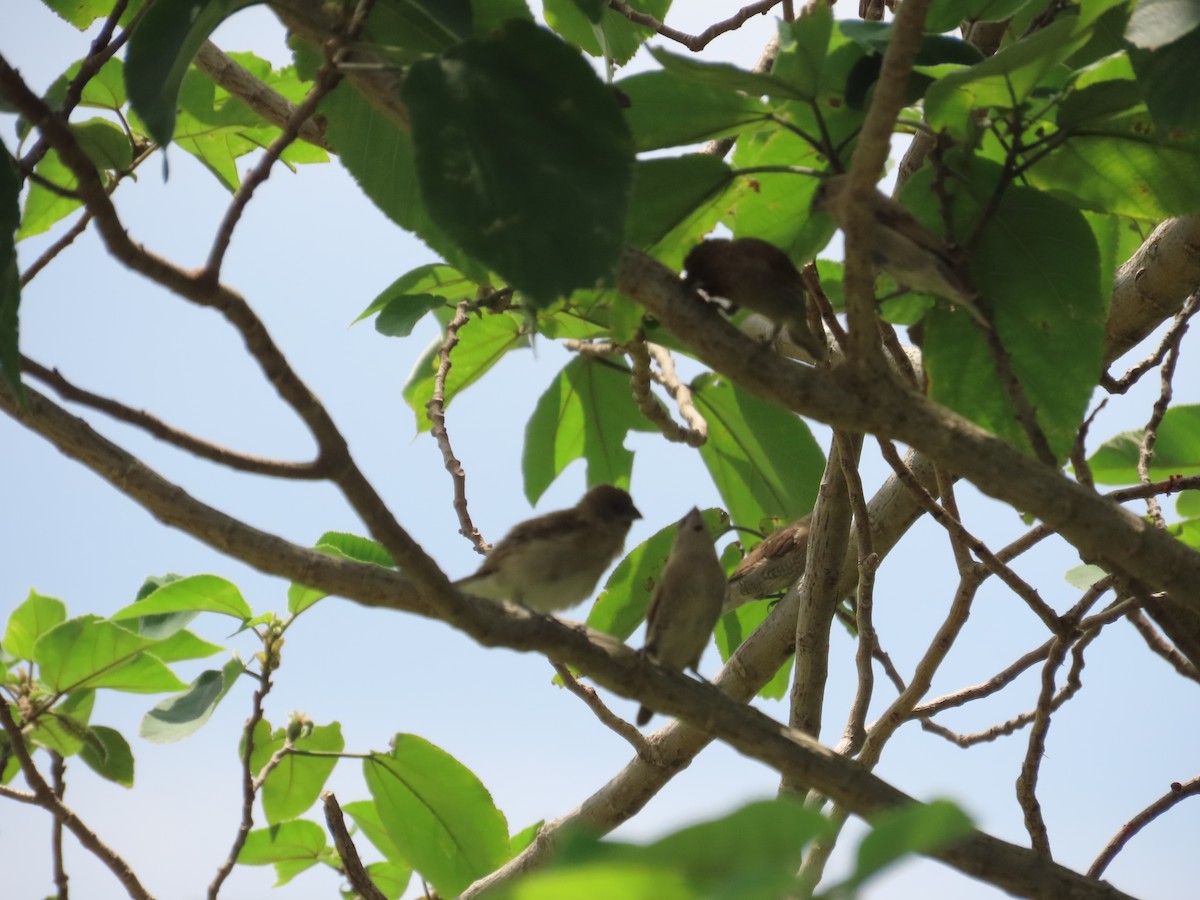 シマキンパラ - ML644207620