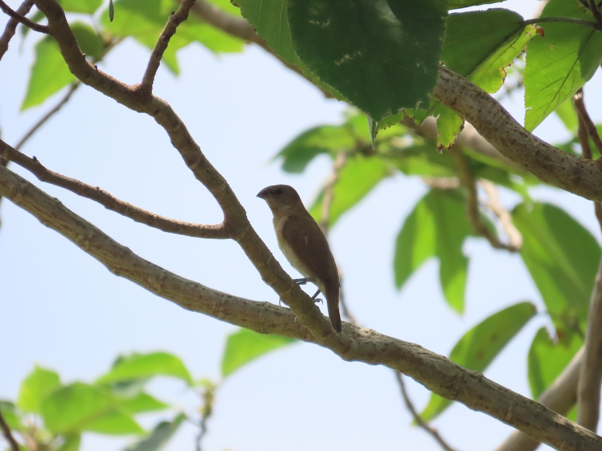 シマキンパラ - ML644207621