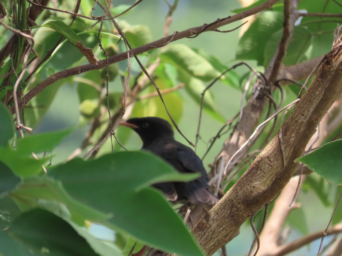 Crested Myna - ML644207631