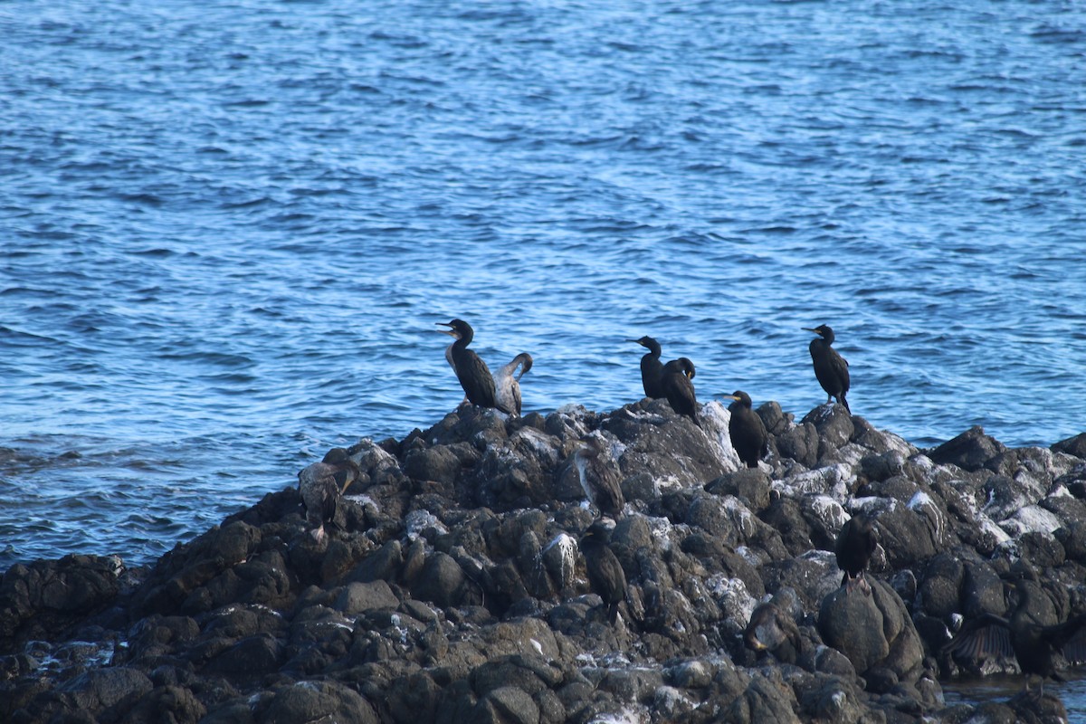 European Shag - ML644207635