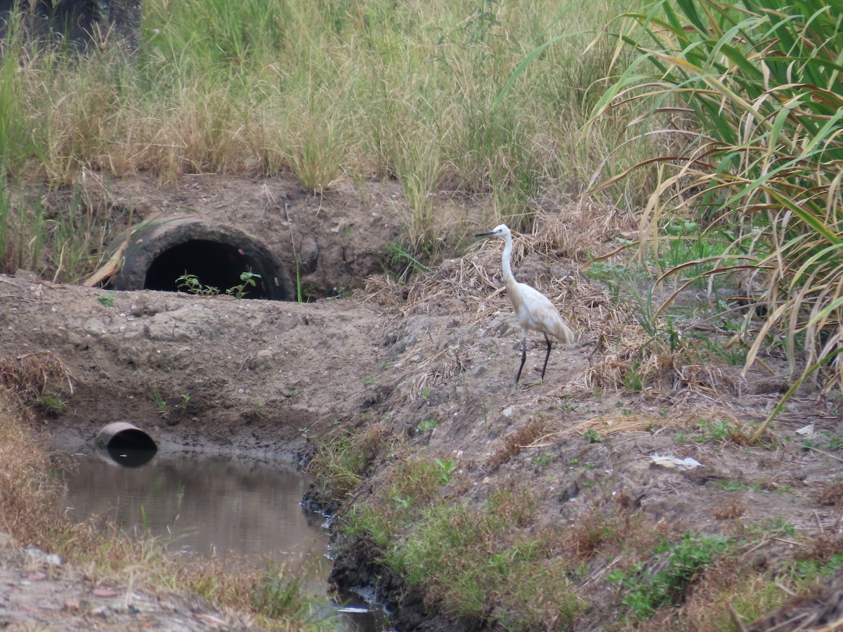 コサギ - ML644207643