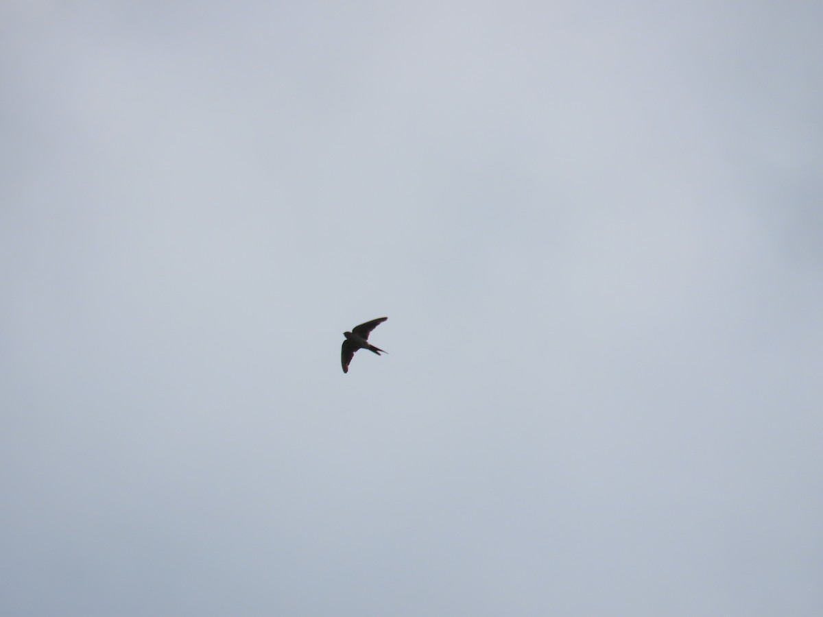 コシアカツバメ [striolata グループ] - ML644207656