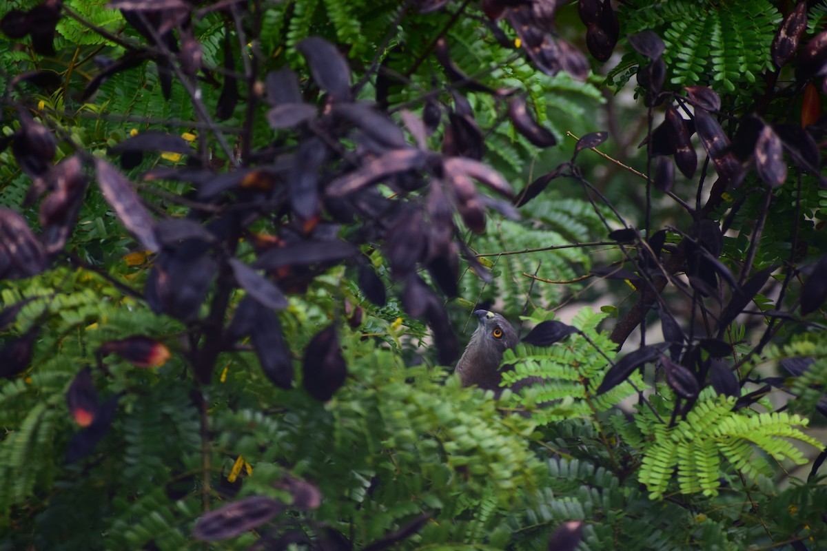 タカサゴダカ - ML644207660